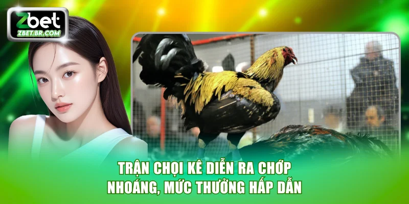 Trận chọi kê diễn ra chớp nhoáng cùng mức thưởng hấp dẫn